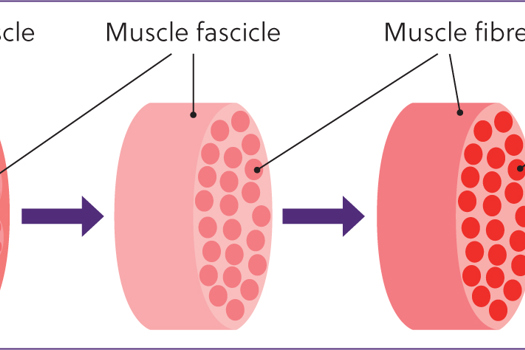 Figure 1. A schematic diagram of the composition of skeletal muscle.