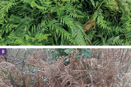 Figure 1. Bracken in a fern and is one of the world's most abundant plants. It produces lush green growth, a) Courtesy of Elizabeth Dauncey), but is also toxic when dried (b).