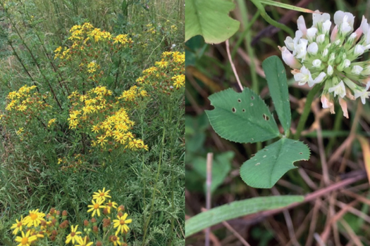 Figure 1. a) Ragwort Senecio jacobaea; b) Red clover.