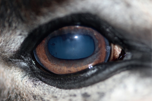 Figure 2. Quiescent uveitis in the right eye of a donkey, showing iris rests and early cataract formation