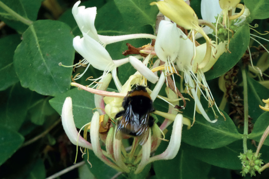 Figure 2. Multiple bee stings can cause multi-organ damage in victims.