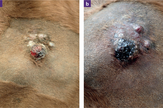 Figure 3. a. Fibroblastic and coalescing nodular sarcoid lesions on the face of a young horse. b. The same lesions, 24 hours after intra-lesional injection with tigilanol tiglate, showing the rapid development of haemorrhagic necrosis associated with the treatment