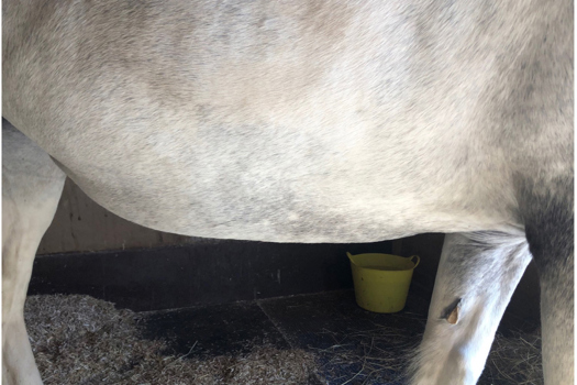 Figure 1. A horse with ventral oedema of the abdomen.