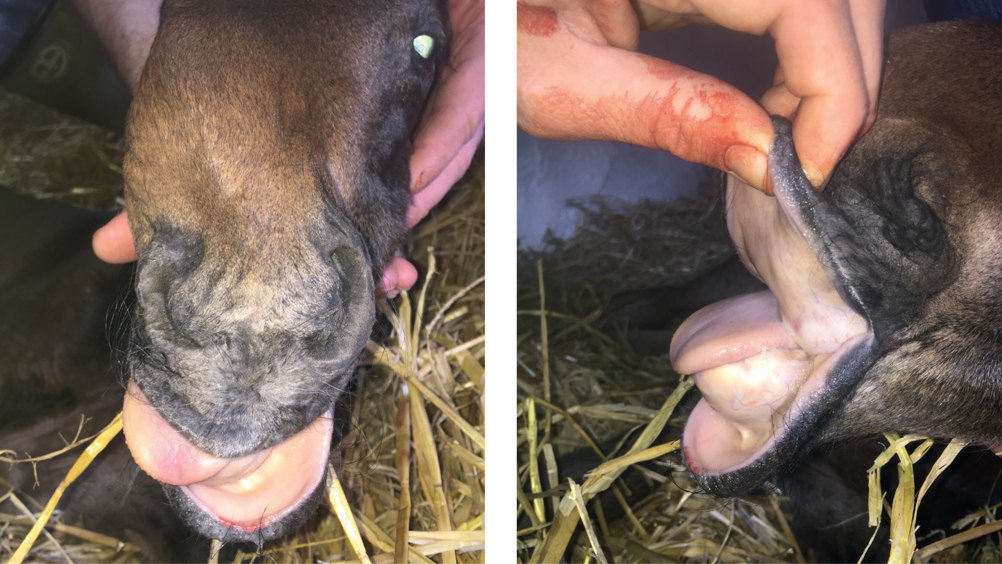 Figure 1. Dystocia caused by ventrally deviated head and neck. The foetal poll was palpable and the muzzle was retrieved and guided into the pelvic inlet, allowing an uncomplicated assisted vaginal delivery. Although born alive, the foal was euthanised because of congenital deviation of the rostral maxilla and nasal septum (wry-nose).