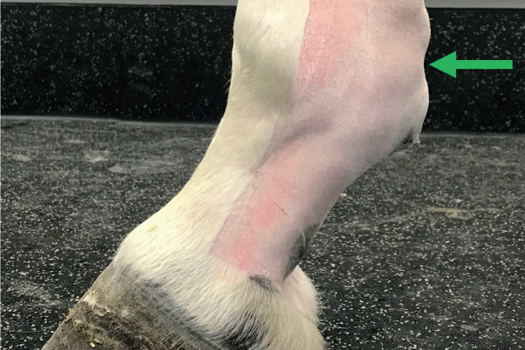 Figure 2. Photograph of a horse with hindlimb digital flexor tendon sheath effusion. Note the ‘notch’ created by the constrictive plantar annular ligament (green arrow), resulting in effusion bulging proximal and distal to this level.