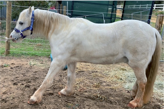 Figure 1. 10-year-old Welsh pony, shifting weight caudally in the typical laminitic stance.