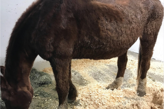 Figure 1. A horse with pituitary pars intermedia dysfunction showing characteristic hypertrichosis, loss of muscling along the topline and pendulous abdomen.