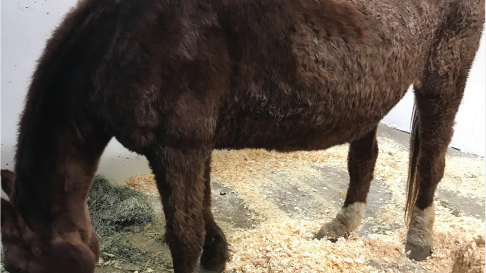 Figure 1. A horse with pituitary pars intermedia dysfunction showing characteristic hypertrichosis, loss of muscling along the topline and pendulous abdomen.