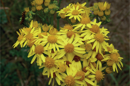 Figure 5. Ragwort (Jacobaea vulgaris) contains pyrrolizidine alkaloids and chronic grazing can cause liver failure.