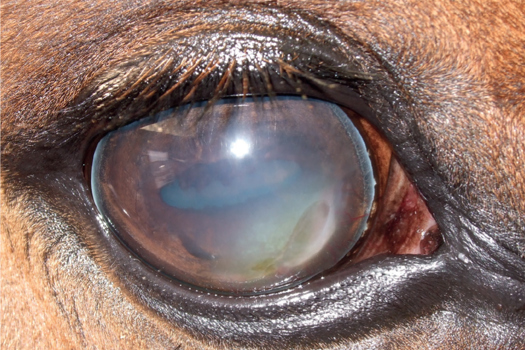 Figure 3. Chronic deep/mid-stromal immune-mediated keratopathy. Diffuse corneal oedema with grey cellular infiltration and stromal lacunae of green/orange tinged fluid.