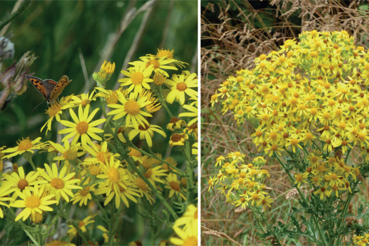 Figure 3. Ragwort (Jacobaea vulgaris) is a common weed and contains pyrrolizidine alkaloids, which can cause liver damage.