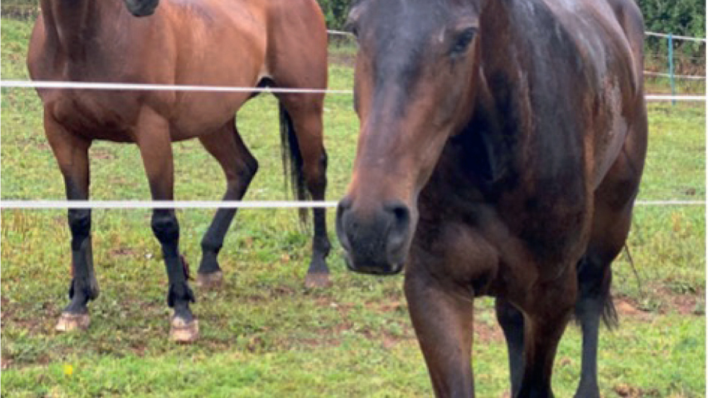Figure 4. Strip grazing for individual horses is a common management strategy observed on livery yards to prevent injury, which limits social interaction between horses
