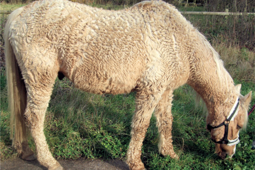 Figure 1. Aged pony with marked hypertrichosis, consistent with advanced pituitary pars intermedia dysfunction, which is a common comorbidity in older animals affected by other chronic conditions.