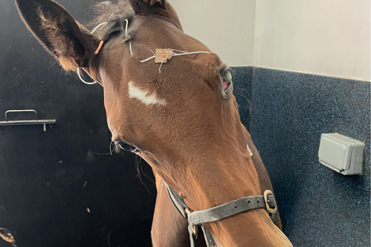 Figure 4. A foal with a head tilt following head trauma. A subpalpebral lavage system is present in the left upper eyelid for management of a corneal ulcer.