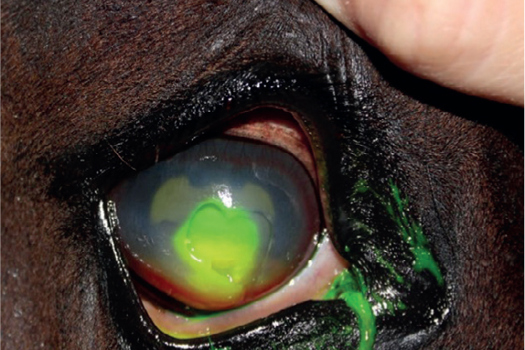 Figure 7. Checking for iatrogenic ulcers if footplate becomes loose when the subpalpebral lavage system has been placed in the upper lid.