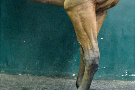 Figure 8. Typically ‘dropped elbow’ appearance of an olecranon fracture, the horse is unable to extend the elbow and carpus. There is moderate soft tissue swelling of the elbow.