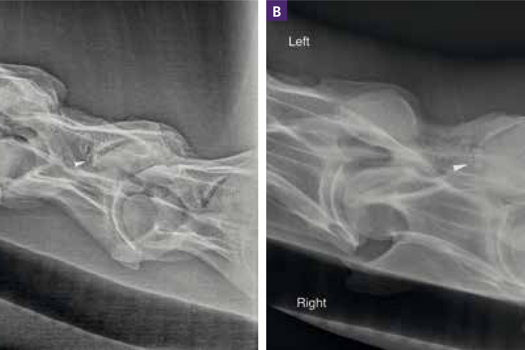 Figure 3. (A) Laterolateral and (B) left ventral-right dorsal oblique views of the mid-cervical vertebrae of a 6-year-old thoroughbred gelding presenting with ataxia. A rounded osseous fragment is visible at the cranioventral aspect of the left C4–C5 articular process joint, with mild to moderate enlargement of the joint and smoothly irregular periarticular new bone formation present.