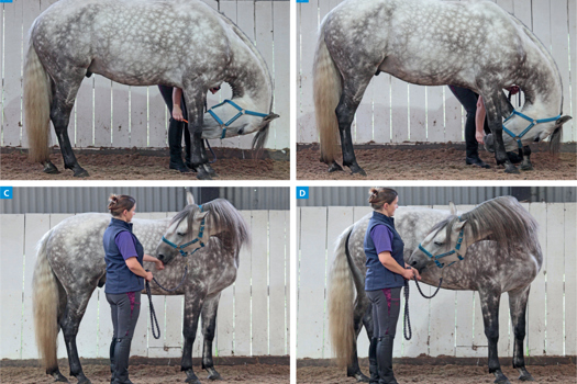 Figure 2. Dynamic mobilisation exercises: A Chin to knee; B Chin between fetlocks; C Chin to girth;and, D Chin to stifle. The horse is motivated, by using food bait, to move through a range of motion that results in cervical and thoracolumbar flexion (images A and B) and lateral flexion (images C and D). The intervertebral angles have been described by Clayton et al (2010 and 2012) and the effect on spinal muscle cross-sectional area by Stubb et al (2011) and de Oliveira et al (2015).