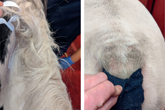 Figure 1. a) The mane of a pony that has suffered from chronic insect bite hypersensitivity. Note the shortening of the hairs and the dull brittle nature of the hair ends. b) The tail of the same pony. The hairs are almost absent here, giving the pony a ‘rat-tail’ appearance.