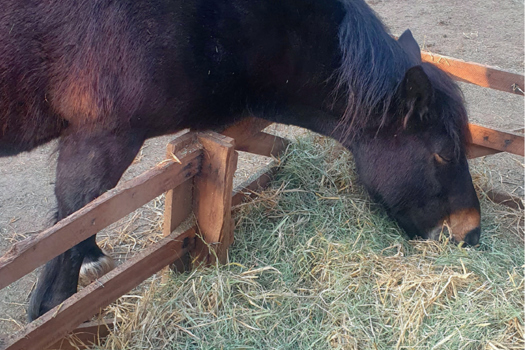 Figure 2. Here a proportion of the hay ration was mixed with straw to increase foraging behaviour and improve time spent with head and neck in a natural grazing position.