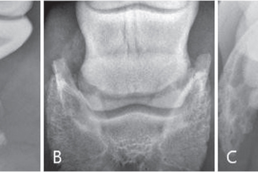 Figure 1. a. Lateromedial, (b) upright pedal and (c) navicular skyline radiographs of a 14-year-old Quarter Horse gelding with a normal navicular bone. Note the artifactual two linear lucent lines superimposed with proximal P2 as a result of the central sulcus of the frog in b.