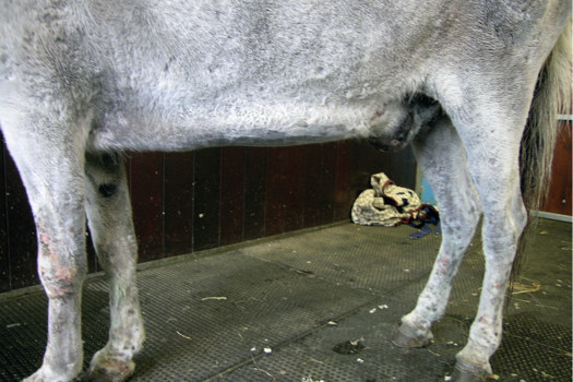 Figure 2. Donkey with marked ventral oedema.