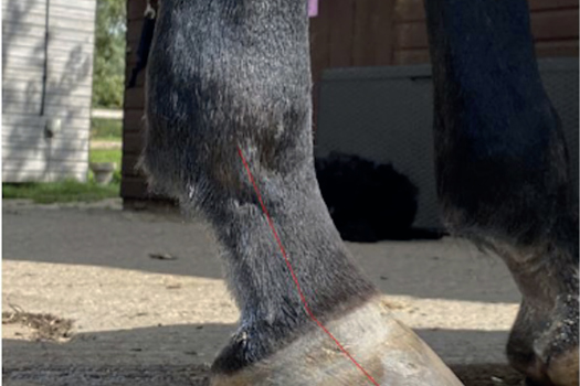 Figure 1. Conformation can be assessed by viewing the horse from the side with the metatarsus perpendicular to the ground. This horse has long toe, low-heel conformation with a broken-back hoof-pastern axis (red line).